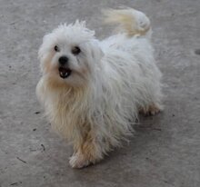 LEWIS, Hund, Malteser-Mix in Augsburg - Bild 10