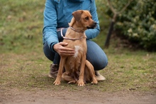 GRINCHIE, Hund, Mischlingshund in Ungarn - Bild 10