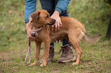 GRINCHIE, Hund, Mischlingshund in Ungarn - Bild 13