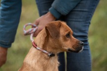 GRINCHIE, Hund, Mischlingshund in Ungarn - Bild 16