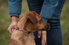 GRINCHIE, Hund, Mischlingshund in Ungarn - Bild 18