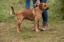 GRINCHIE, Hund, Mischlingshund in Ungarn - Bild 2