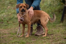 GRINCHIE, Hund, Mischlingshund in Ungarn - Bild 3