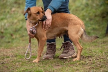 GRINCHIE, Hund, Mischlingshund in Ungarn - Bild 4