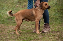 GRINCHIE, Hund, Mischlingshund in Ungarn - Bild 5