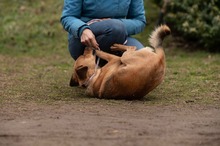 GRINCHIE, Hund, Mischlingshund in Ungarn - Bild 9