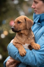 GERILLA, Hund, Mischlingshund in Ungarn - Bild 1