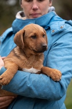 GERILLA, Hund, Mischlingshund in Ungarn - Bild 10