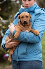 GERILLA, Hund, Mischlingshund in Ungarn - Bild 2