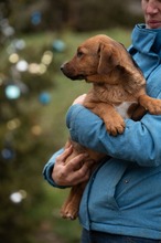 GERILLA, Hund, Mischlingshund in Ungarn - Bild 3