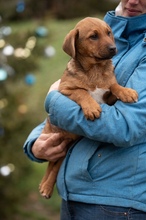 GERILLA, Hund, Mischlingshund in Ungarn - Bild 4