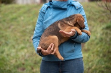 GERILLA, Hund, Mischlingshund in Ungarn - Bild 5