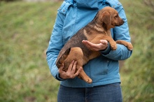 GERILLA, Hund, Mischlingshund in Ungarn - Bild 6