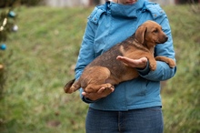 GERILLA, Hund, Mischlingshund in Ungarn - Bild 7