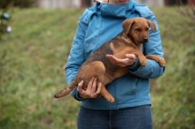 GERILLA, Hund, Mischlingshund in Ungarn - Bild 8