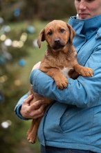 GERILLA, Hund, Mischlingshund in Ungarn - Bild 9