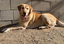 LUCKY, Hund, Labrador Retriever in Spanien - Bild 1