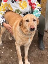 LUCKY, Hund, Labrador Retriever in Spanien - Bild 3