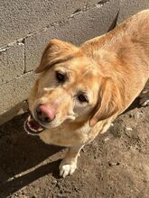 LUCKY, Hund, Labrador Retriever in Spanien - Bild 4