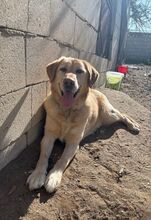 LUCKY, Hund, Labrador Retriever in Spanien - Bild 5