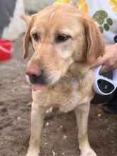 LUCKY, Hund, Labrador Retriever in Spanien - Bild 6