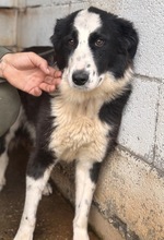 PIA, Hund, Border Collie in Spanien - Bild 1