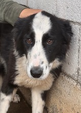 PIA, Hund, Border Collie in Spanien - Bild 2