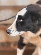 PIA, Hund, Border Collie in Spanien - Bild 3