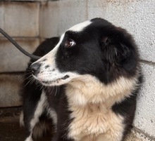 PIA, Hund, Border Collie in Spanien - Bild 4