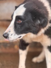 PIA, Hund, Border Collie in Spanien - Bild 6