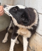 PIA, Hund, Border Collie in Spanien - Bild 7