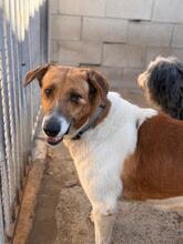 HUNTER, Hund, Mischlingshund in Spanien - Bild 1