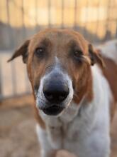 HUNTER, Hund, Mischlingshund in Spanien - Bild 6