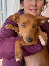 TIMOTHY, Hund, Podenco Maneto in Spanien - Bild 1