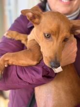 TIMOTHY, Hund, Podenco Maneto in Spanien - Bild 2