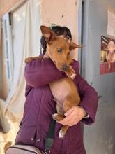 TIMOTHY, Hund, Podenco Maneto in Spanien - Bild 6