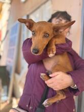 TIMOTHY, Hund, Podenco Maneto in Spanien - Bild 7