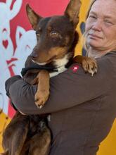 REMO, Hund, Podenco in Slowakische Republik - Bild 1