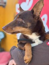 REMO, Hund, Podenco in Slowakische Republik - Bild 2