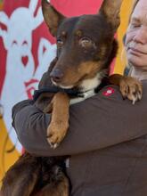 REMO, Hund, Podenco in Slowakische Republik - Bild 3