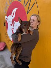 REMO, Hund, Podenco in Slowakische Republik - Bild 4