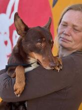 REMO, Hund, Podenco in Slowakische Republik - Bild 6