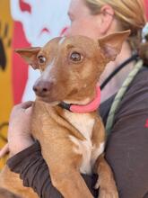 MARI, Hund, Podenco in Spanien - Bild 1