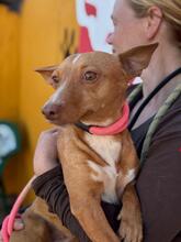 MARI, Hund, Podenco in Spanien - Bild 2