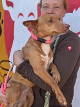 MARI, Hund, Podenco in Spanien - Bild 5