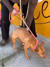 MARI, Hund, Podenco in Spanien - Bild 6