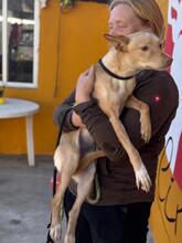 WINONA, Hund, Podenco in Spanien - Bild 4