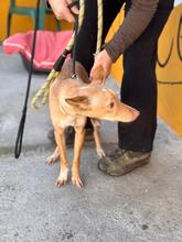 WINONA, Hund, Podenco in Spanien - Bild 5