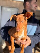 TALULLA, Hund, Podenco in Spanien - Bild 2