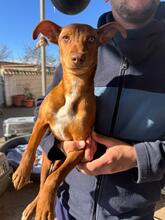 TALULLA, Hund, Podenco in Spanien - Bild 3